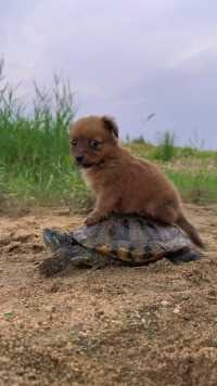 狗狗骑上心爱的大乌龟
