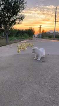 夕阳下狗狗带着一群小鸭子快乐的奔跑