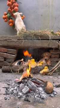 狗狗在篝火旁取暖太会享受了