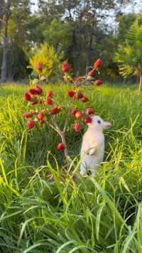 给小兔子做棵草莓树愿你开开心心莓烦恼.
