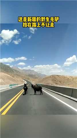 这是新疆的野生毛驴，挡在路上不让走.