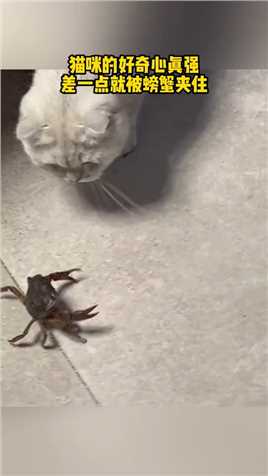 猫咪的好奇心真强，差一点就被螃蟹夹住.