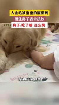 大金毛被宝宝的屁熏到 捂住身子表示抗议 狗子:吃了啥 这么臭