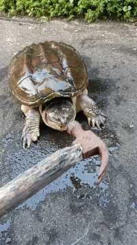 铁捶测试鳄鱼龟太硬了卡牙齿
