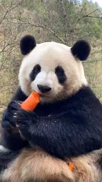 大熊猫小馨,最爱吃胡萝卜