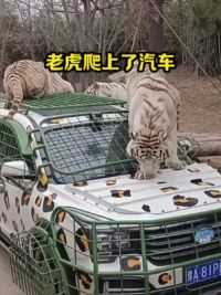 老虎上了车子#动物