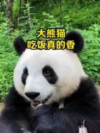 熊猫吃竹子#熊猫#动物