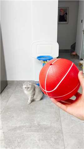 你家的猫会撒娇我家的猫会灌篮灌篮高手萌宠成精了篮球.