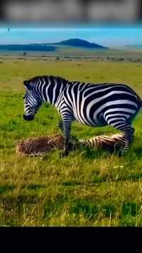 大斑马攻击花豹解救小斑马#花豹#斑马#精彩的动物世界