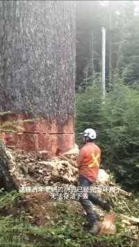 百年老树坏死，工人只能将它砍倒#大树#看土味视频品百味人生#