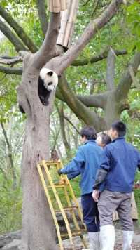 大熊猫奶爸：完了！熊孩子收不回去了怎么办？在线等急！