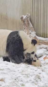 大熊猫幼崽：呜呜呜…妈妈…别玩了我就是一个玩具吗？