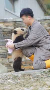 大熊猫苏琳崽：求求你啦！抱抱我我嘛！