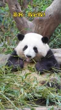 大熊猫和花：哼！嘴这么碎看不起谁呢！