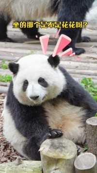 大熊猫和花：那个…这位游客你介绍的很好以后别介绍了…