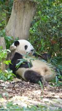 大熊猫和花：幸好嫖了一眼，不然小心脏可受不了啊！