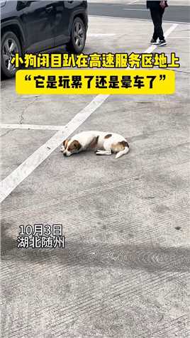 小狗闭目趴在高速服务区地上。网友：晕车？#奇闻趣事 