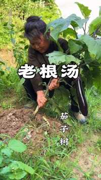 茄子大家都吃过，家常菜之一，拿茄子根来熬汤，却很少人知道