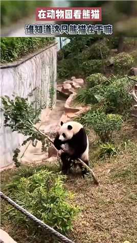 在动物园看熊猫，谁知道这只熊猫在干嘛？ #死号 