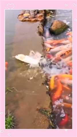 白鱼：这个龙门白跳了