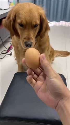 鸡蛋真的能竖起来吗,