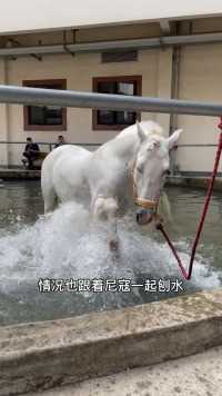 带尼寇去泡蹄池和马儿一起玩水