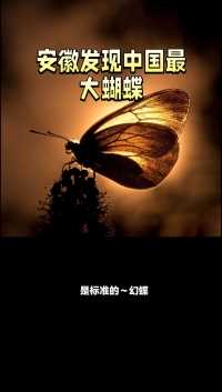 安徽发现中国最大蝴蝶
