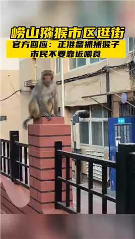 有网友在崂山区、市南区等地拍到一只“逛街”的猴子。目前，在野生动物专家指导下，崂山区自然资源局工作人员正对其进行抓捕。
