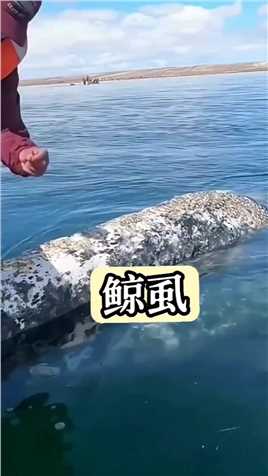  灰鲸身上的鲸虱比藤壶更难缠 