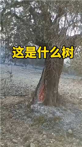 大家伙有谁知道这是什么树吗
