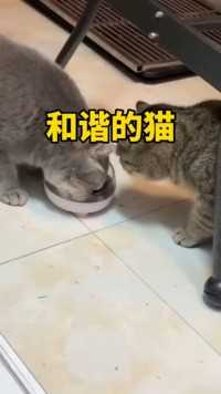 猫咪之间的感情，你一口我一口的