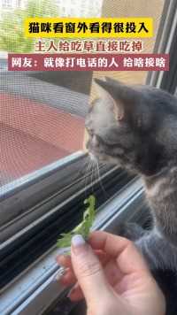 猫咪看窗外看得很投入主人给吃草直接吃掉网友:就像打电话的人 给啥接