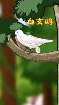 白玄鸥可是鸟类中的奇葩，懒得做鸟巢，直接在树杈上下蛋！