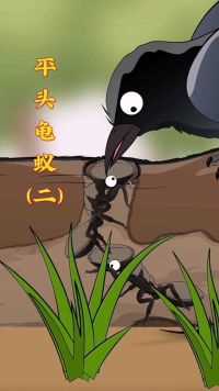 平头龟蚁遇到危险会将头作为盾牌堵在洞口！