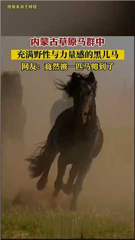 内蒙古草原中充满野性与力量感的黑儿马。网友：竟然被一匹马帅到