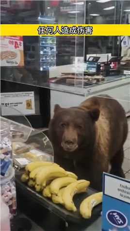 世界上最爱偷吃的棕熊