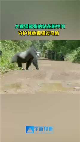 大猩猩嚣张的站在路中间，守护其他猩猩过马路