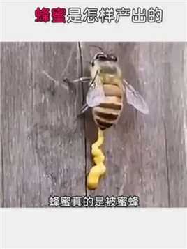 蜂蜜真的是被蜜蜂拉出来的吗？