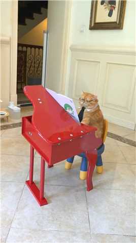 要不是被拍下来，我真不敢相信我的眼睛。这应该是全网第一只会弹钢琴的猫咪吧？