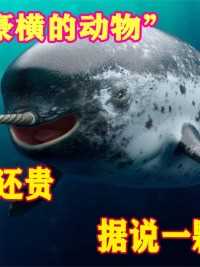 世界上“最豪横的动物”，牙齿比黄金还贵，据说一颗能抵一座城？#独角鲸#海洋生物#牙齿#保护动物
