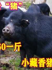 西藏的天价贵“猪”，为啥能卖到60一斤？小藏香猪真值这个价吗#藏香猪#猪肉#美食#西藏
