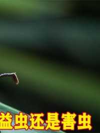 农村常见的竹象虫，为何现在越来越少见了，它到底是益虫还是害虫#竹象虫#昆虫#农村#美食
