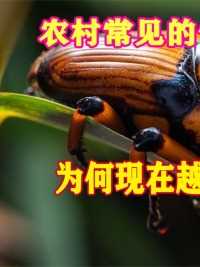 农村常见的竹象虫，为何现在越来越少见了，它到底是益虫还是害虫#竹象虫#昆虫#农村#美食