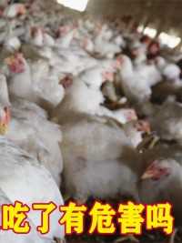 美国33天出栏的抗生素鸡，每只十元，这种鸡人吃了有危害吗？#抗生素鸡#抗生素#鸡肉#鸡