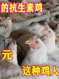 美国33天出栏的抗生素鸡，每只十元，这种鸡人吃了有危害吗？#抗生素鸡#抗生素#鸡肉#鸡