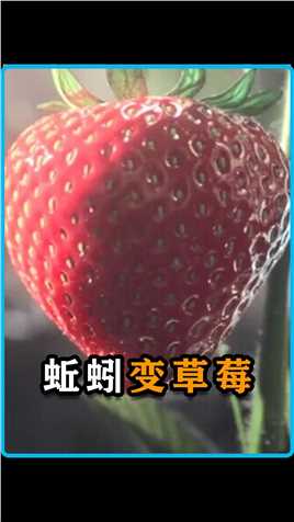 你绝对想不到，草莓竟然是蚯蚓变成的#动画 #动画解说 #动画短片 