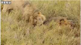 老狮王被三头年轻雄狮围攻，最终被咬断脊柱#动物世界