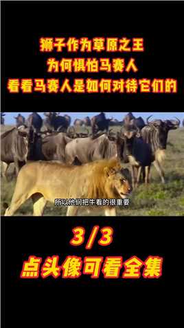 狮子作为草原之王，为何惧怕马赛人，看看马赛人是如何对待它们的#狮子#马赛人#保护动物#草原之王 (3)