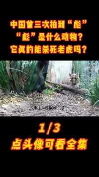 中国曾三次拍到“彪”，“彪”是什么动物？它真的能杀死老虎吗？#彪#老虎#亚洲金猫#保护动物 (1)