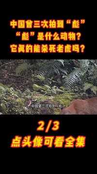 中国曾三次拍到“彪”，“彪”是什么动物？它真的能杀死老虎吗？#彪#老虎#亚洲金猫#保护动物 (2)